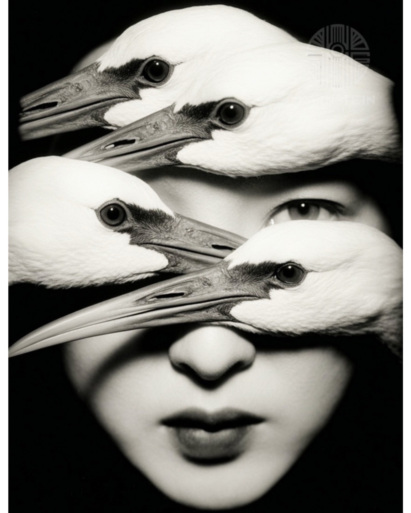 Migratory Birds 
#blackandwhite #photoart #birdsofinstagram #portrait #blackandwhitephotography